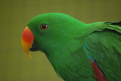 Eclectus roratus