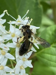 Andrena crataegi