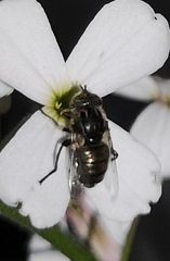 Eristalinus sepulchralis