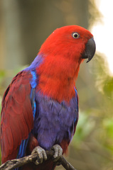 Eclectus roratus