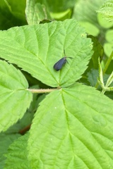 Dichomeris nonstrigella