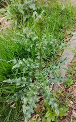Cirsium arvense