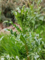 Cirsium arvense