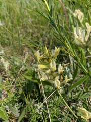Astragalus glaucus