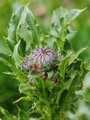 Cirsium arvense