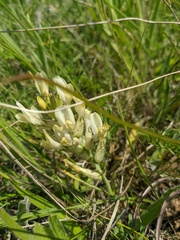 Astragalus glaucus