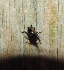 Scolopterus penicillatus