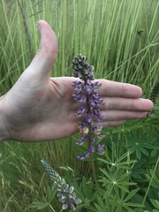 Lupinus oreganus