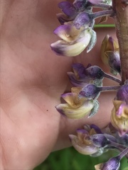 Lupinus oreganus