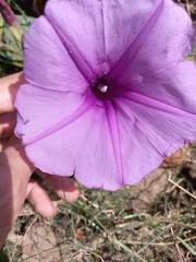 Ipomoea asarifolia