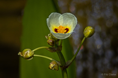 Sagittaria montevidensis