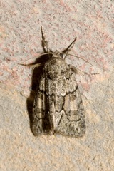 Cryphia fraudatricula