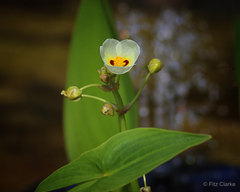 Sagittaria montevidensis