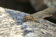 Stylurus notatus