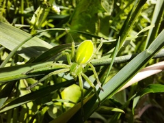 Micrommata virescens