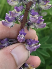 Lupinus oreganus