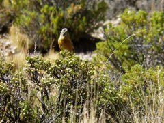 Phrygilus