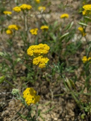 Achillea leptophylla