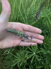 Lupinus oreganus