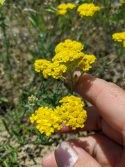 Achillea leptophylla