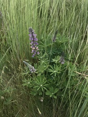 Lupinus oreganus