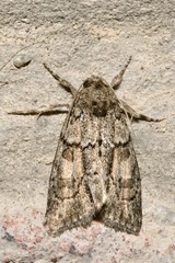 Cryphia fraudatricula