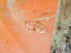 Syngamia inflamatalis