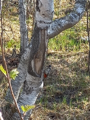 Dendrocopos major