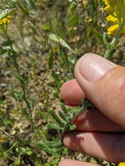 Achillea leptophylla
