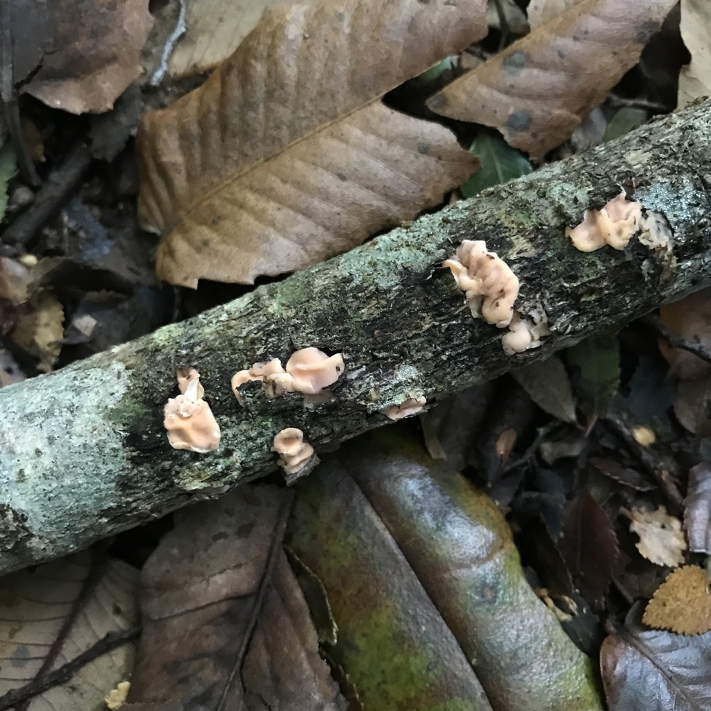 Gloeosoma decorticans