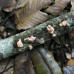 Gloeosoma decorticans