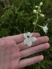 Delphinium pavonaceum