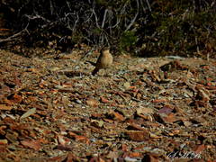 Upucerthia validirostris