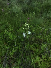 Delphinium pavonaceum