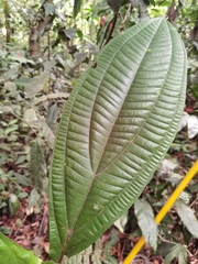 Miconia ampla
