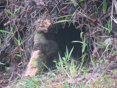 Sundasciurus everetti