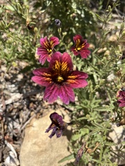 Salpiglossis