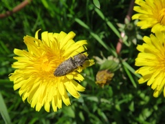 Actenicerus siaelandicus