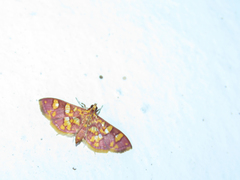 Syngamia inflamatalis