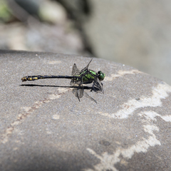 Ophiogomphus