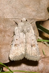 Caradrina kadenii