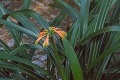 Clivia gardenii