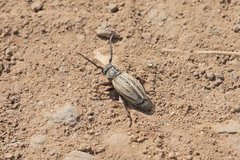 Dorcadion holosericeum