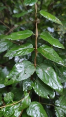 Angiospermae