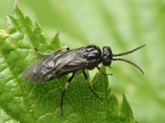 Empria