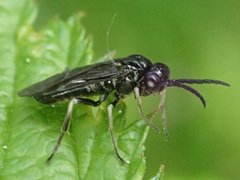 Empria