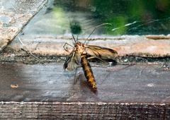 Keroplatus testaceus