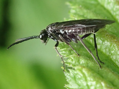 Empria