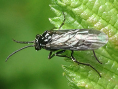 Empria