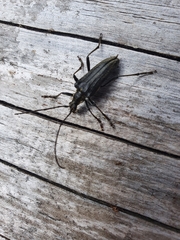 Oxymirus cursor